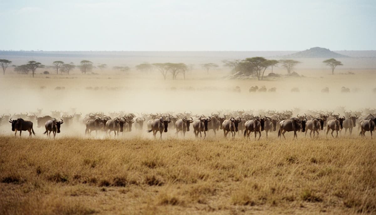 Serengeti National Park Migration